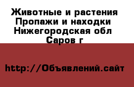 Животные и растения Пропажи и находки. Нижегородская обл.,Саров г.